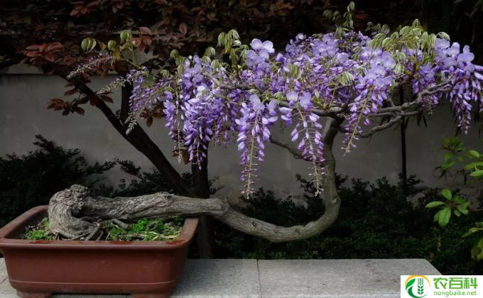 紫藤盆栽怎么养(紫藤盆栽养护)