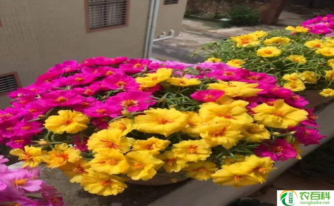 怎么种向日葵盆栽(种向日葵盆栽的技巧）