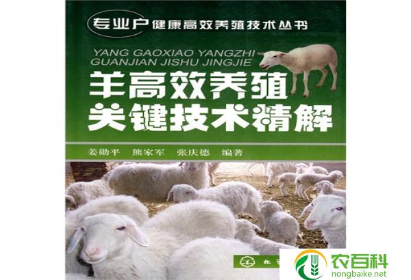 快速养猪技术（提高养殖效益的有效方法）