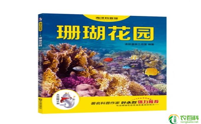 珊瑚长大了怎么办(怎么照顾长大的珊瑚）