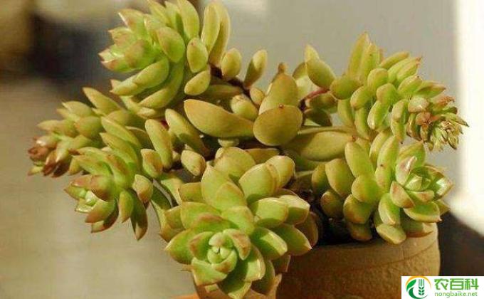 多肉招财树怎么养(多肉招财树护理小诀窍)