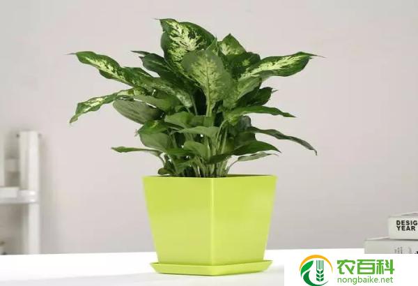 万年青是花还是树（揭秘万年青的真实身份）