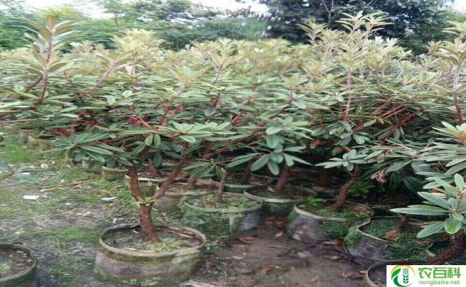 映山红怎么扦插(扦插映山红的方法)