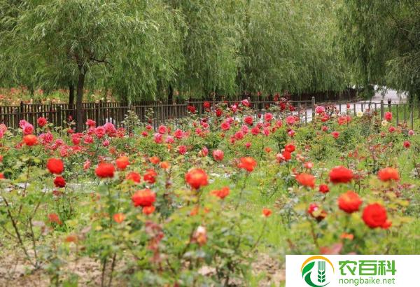 哈尔滨群力附近鲜花店（为你送上花海般的浪漫）