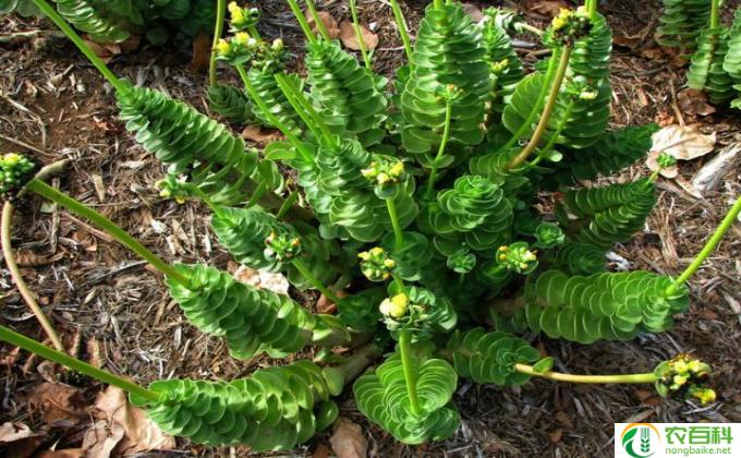 多肉植物金钱木怎么养(金钱木养殖技巧）