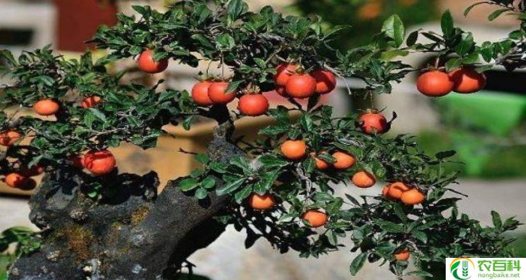 金弹子树图片(自然之美的绽放)