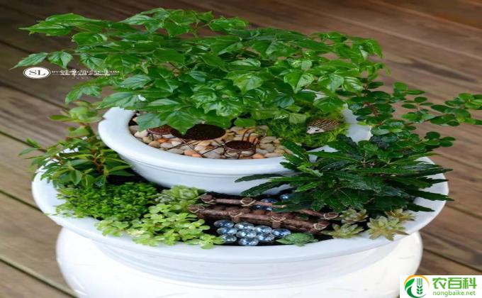 微景植物怎么养(怎样养微景植物)