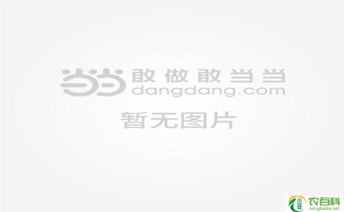 杨红樱有那些作品,杨红樱作品一览
