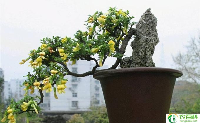 洒黄金怎么修剪(修剪黄金树——简单又有效果)