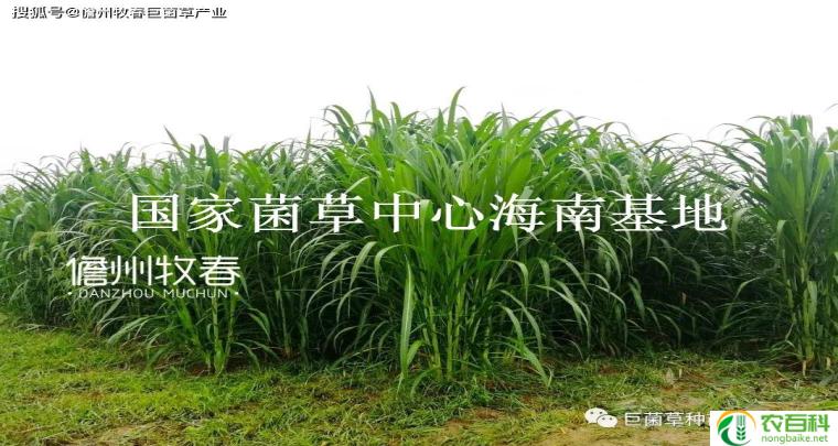皇竹草的用途（多种领域的应用）