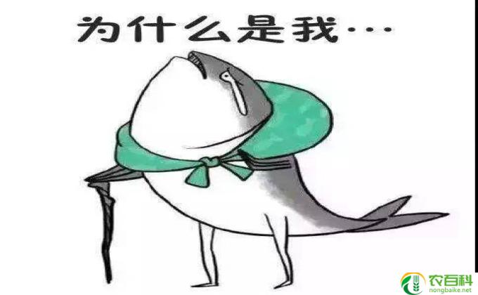 什么咸鱼最好吃(咸鱼之道）