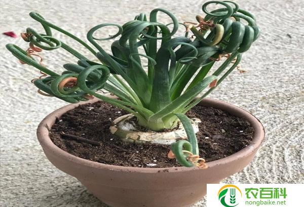 家里种芦笋后悔（种植难度出乎意料）