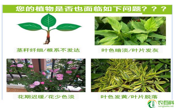 养花复合肥怎么用(如何使用养花复合肥）