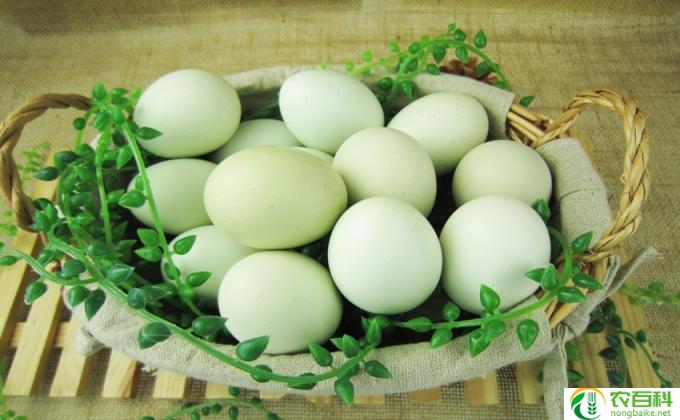 桃蛋绿了怎么办(桃蛋不绿怎办）