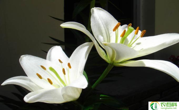 插花百合花怎么养(百合花养护秘籍）