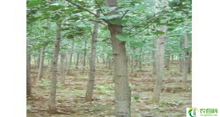 银杏中空嫁接(提高生长速度和增强抗病能力的技术)