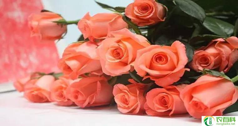 酒杯型玫瑰有哪些