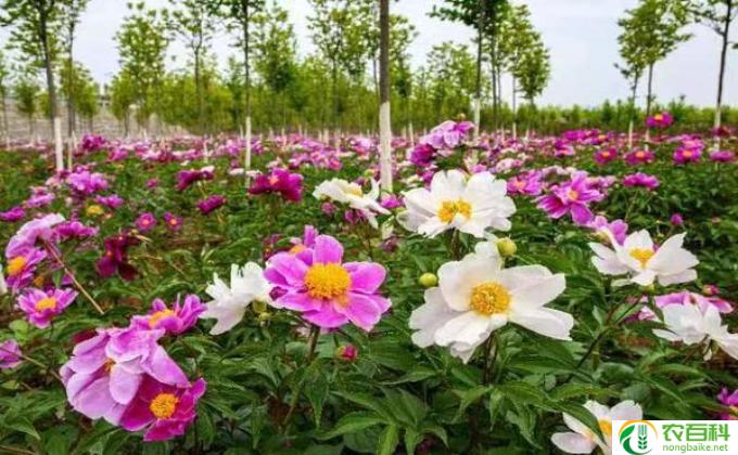 花木公司怎么注册(百花生林 营商之恋）