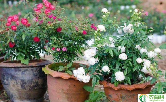 月季花盆景怎么修理(月季花盆景修理）