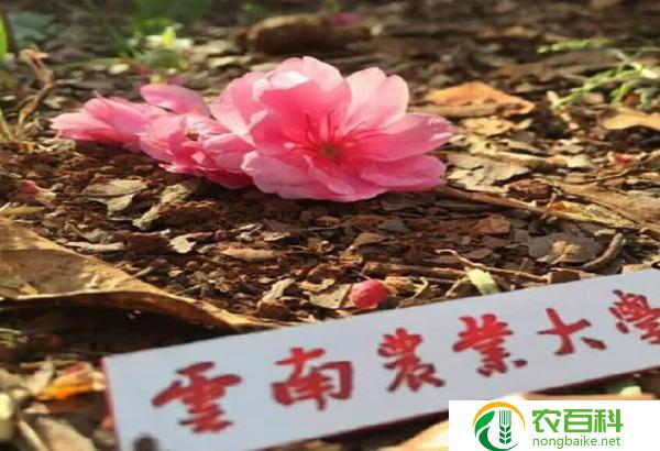 东北点地梅（北国花香）