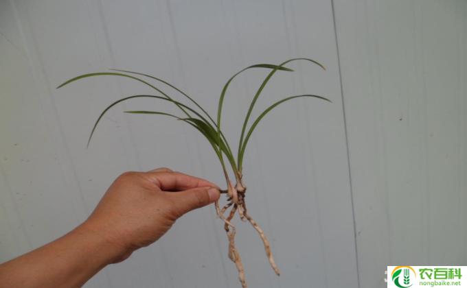 兰花怎么分花色(兰花之花色分类）