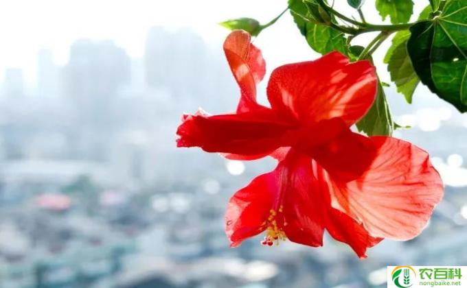 美国大红花怎么养殖(美国大红花养殖技巧）