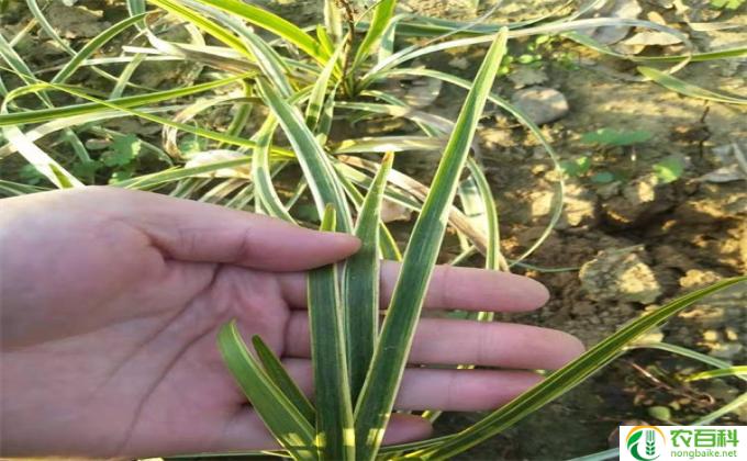 麦冬家里怎么养殖(麦冬养殖要点)