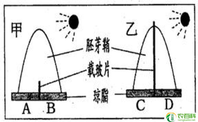 水宝宝生长原理,生长奇迹:水宝宝揭秘!