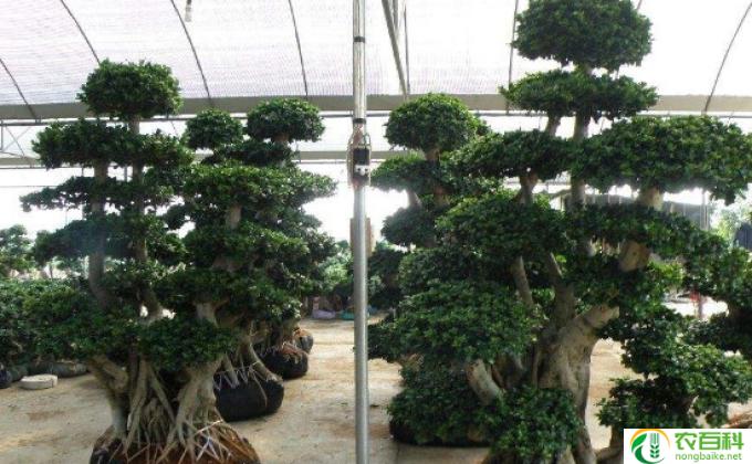 大叶榕怎么养(榕树养护秘籍）