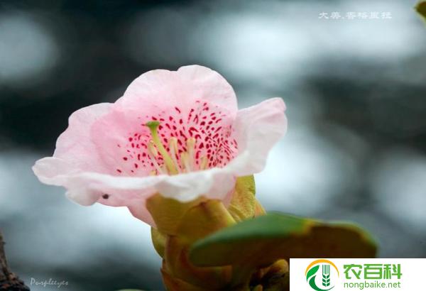 十大高档名花（美丽绽放的花朵，散发着奢华气息）