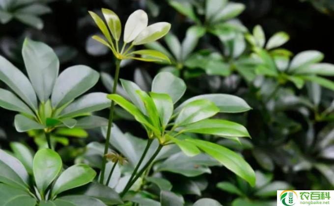茉莉掉叶怎么挽救(怎样拯救掉叶的茉莉植株）