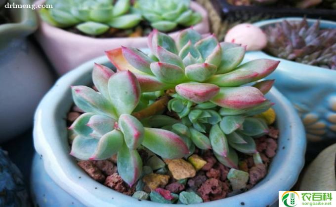 花草怎么遮阴(如何遮阴）