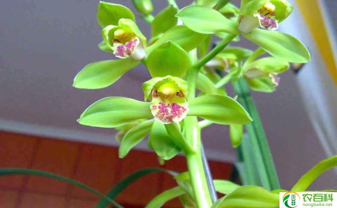 白鹤芋怎么保温(保温白鹤芋）