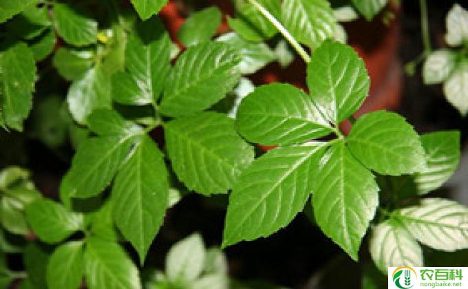 金银花阴干和晒干的区别（保留活性成分的差异）