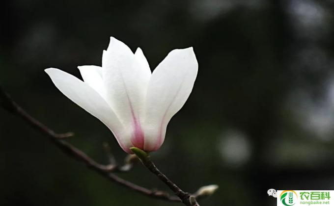 怎么种植紫玉兰(种植紫玉兰的技巧)