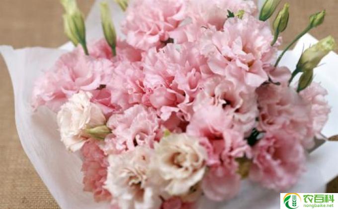 怎么养康乃馨鲜花(养康乃馨鲜花）