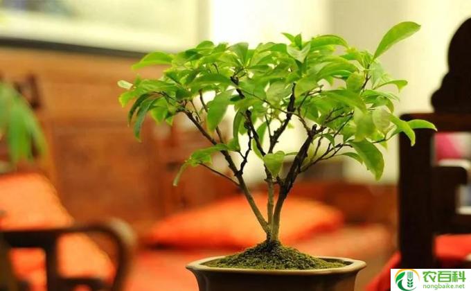 茉莉怎么浇水(茉莉浇水要注意的事项)