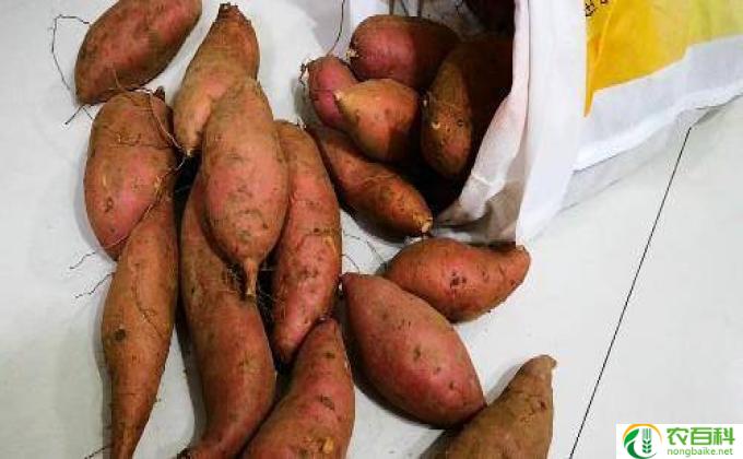 红薯的别名叫什么