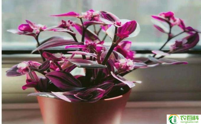 吊兰开花怎么画(如何画吊兰开花）