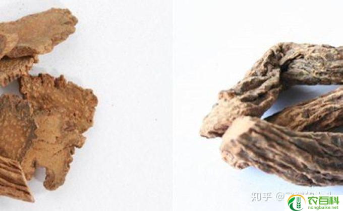 肉苁蓉和什么相克