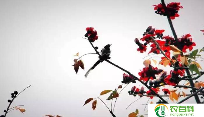 木棉花开的寓意（生命的坚韧与希望）