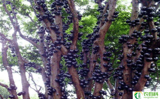 摘心怎么摘(如何摘取一颗心)