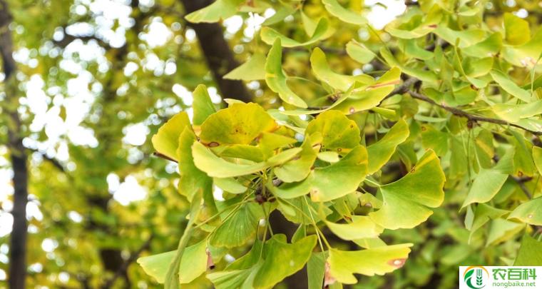 黄桷树和黄桷兰是一种吗(黄桷树和黄桷兰的区别与联系)-农百科