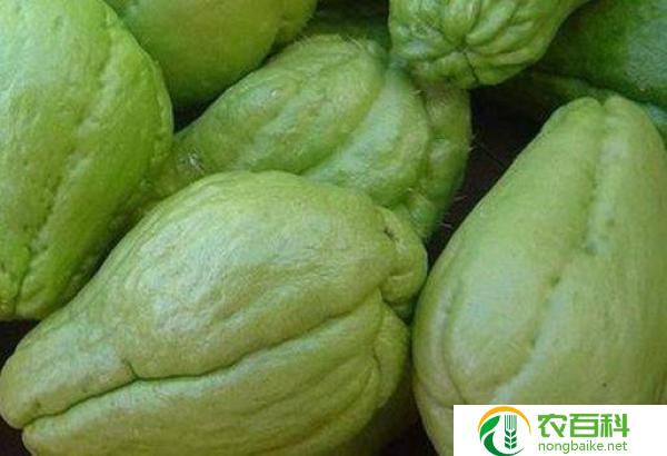 三种人不宜吃西葫芦(谨防消化不良)