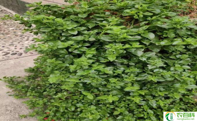 九死还魂草怎么使用(九死还魂草使用技巧）