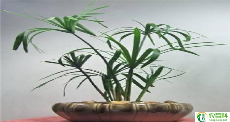 盆景竹子品种图片大全（美丽的自然艺术）