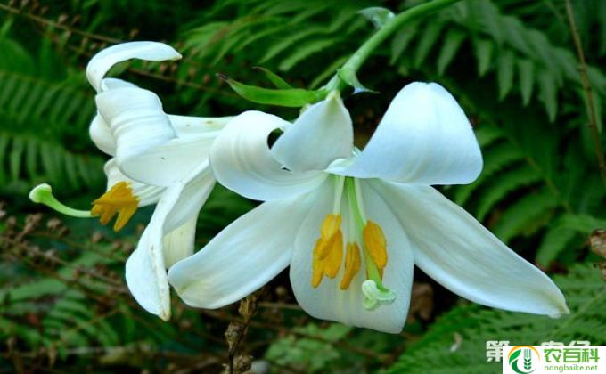 怎么种百合花(种百合花的方法)