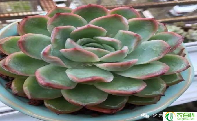 多肉休眠了怎么养护(怎样护理多肉植物休眠期）
