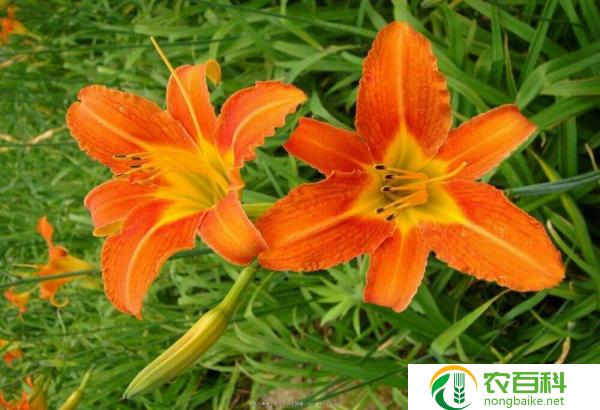 儿童歌曲萱草花(可爱的花儿开放)