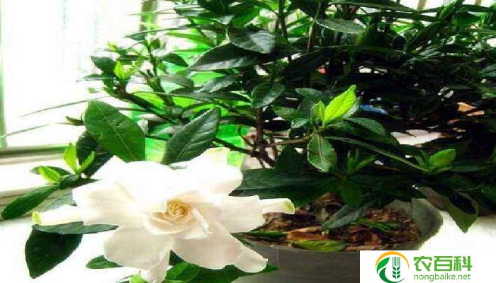 栀子花黄叶不开花（原因分析）